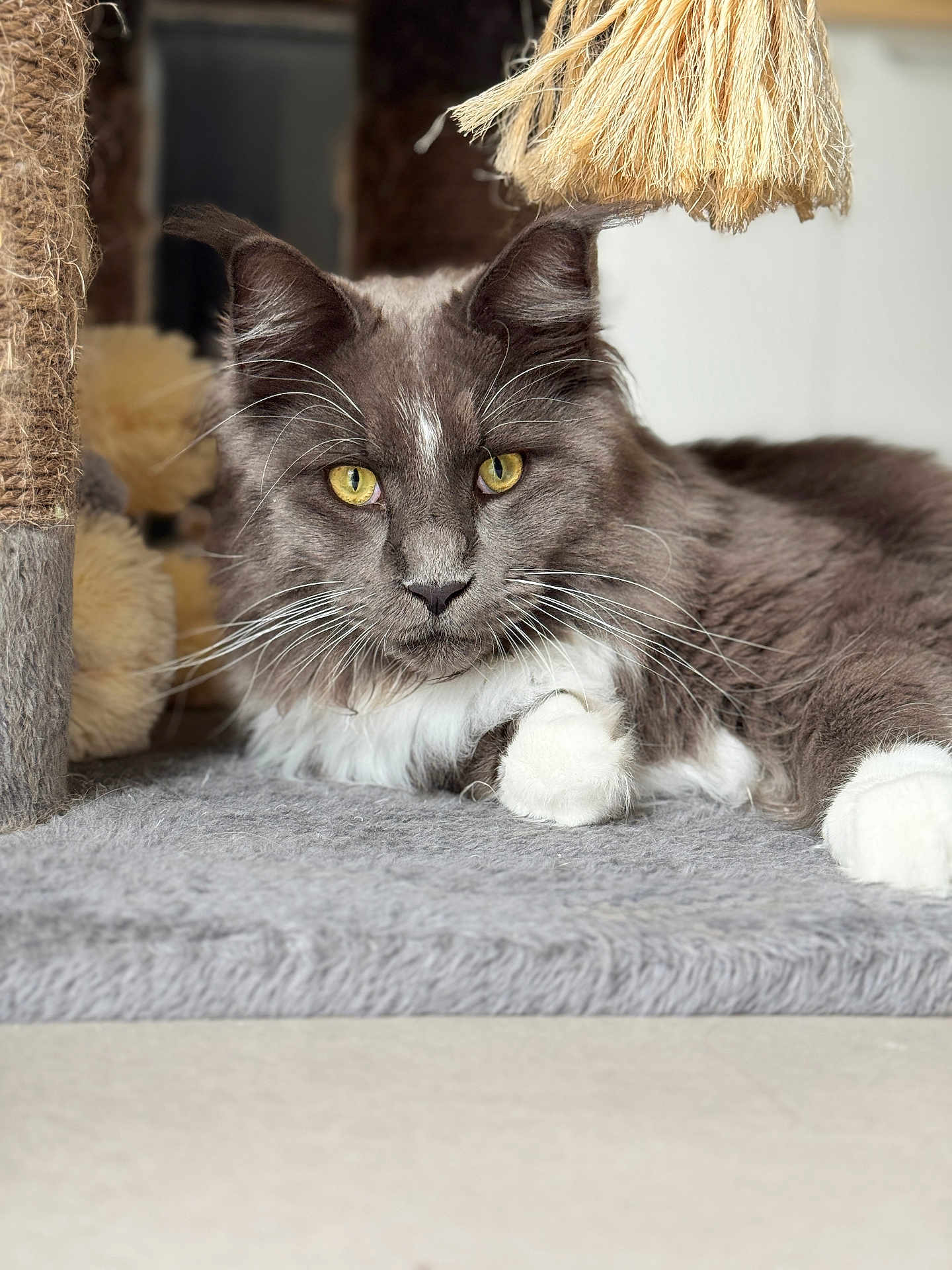Wattwatt participe au concours pour gagner de l'argent avec cette photo : cat, gray_cat, white_paws, yellow_eyes, fluffy_fur, indoor, cat_tree, sisal_rope, toy, relaxed, pet, animal, feline, close_up, portrait, cozy, soft_texture, whiskers, paw, resting