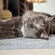 Wattwatt participe au concours pour gagner de l'argent avec cette photo : cat, gray_cat, yellow_eyes, whiskers, fur, lying_down, relaxed, cat_tree, indoor, pet, close_up, soft_texture, tassel, curious, feline, animal, cute, domestic_cat, cozy, resting