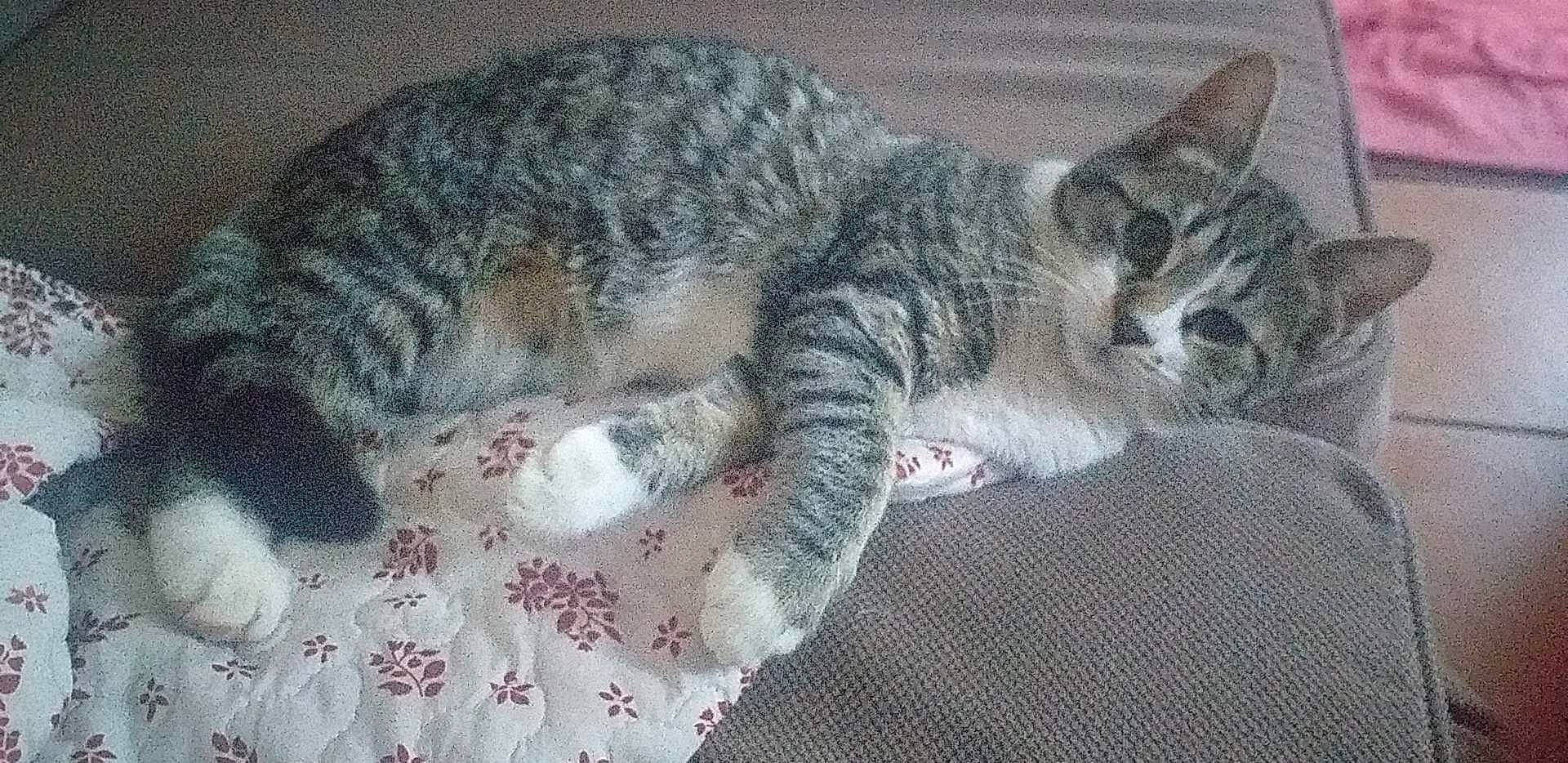 Tymon participe au concours pour gagner de l'argent avec cette photo : carnivore, cat, claw, comfort, domestic_short_haired_cat, felidae, fur, grey, nap, pattern, paw, sleep, small_to_medium_sized_cats, snout, tail, terrestrial_animal, whiskers