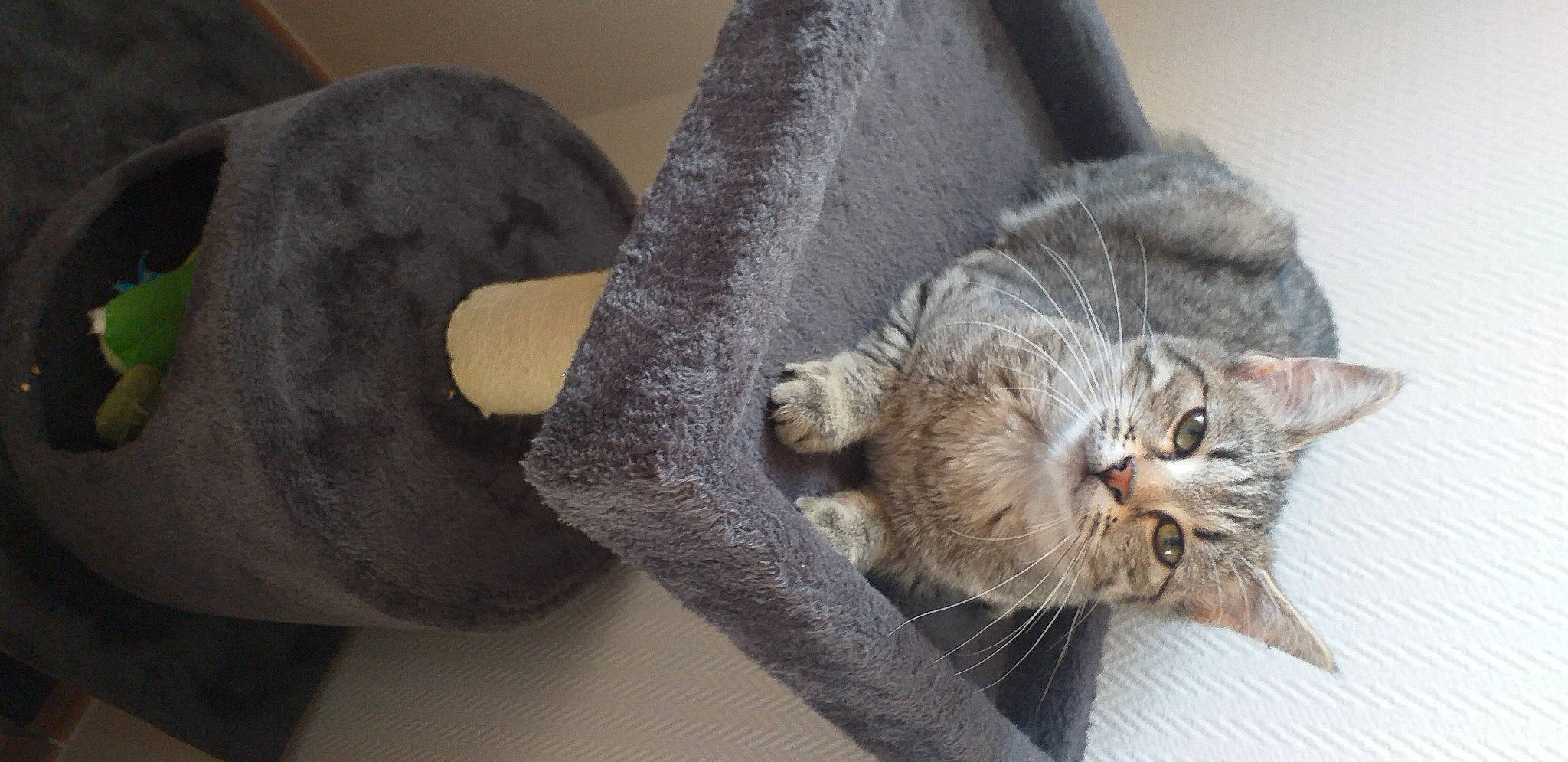 Timy a rejoint le concours — aidez-le/la à gagner de superbes lots ! art, artifact, carnivore, cat, circle, claw, comfort, couch, domestic_short_haired_cat, felidae, fur, grey, paw, small_to_medium_sized_cats, tail, terrestrial_animal, whiskers, wood