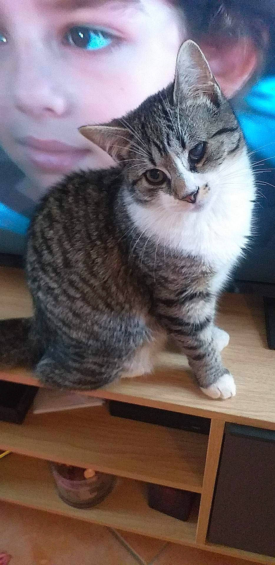 Pinceau a rejoint le concours — aidez-le/la à gagner de superbes lots ! carnivore, cat, domestic_short_haired_cat, felidae, flooring, fur, hardwood, paw, sitting, small_to_medium_sized_cats, tail, whiskers, window, wood