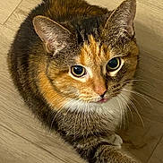 Indy is registered to the contest to win money with this photo: cat, calico, pet, animal, fur, whiskers, floor, wooden_floor, cute, domestic_cat, looking_up, paw, indoor, mammal, tabby, feline, closeup, portrait, relaxed, tongue_peek