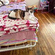 Jill is registered to the contest to win money with this photo: animal, bed, blanket, calico_cat, cat, chair, childrens_room, cozy, cute, doll, furniture, hello_kitty, indoor, lying_down, pet, pink, plush, room, toy_piano, wooden_floor