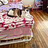 animal, bed, blanket, calico_cat, cat, chair, childrens_room, cozy, cute, doll, furniture, hello_kitty, indoor, lying_down, pet, pink, plush, room, toy_piano, wooden_floor