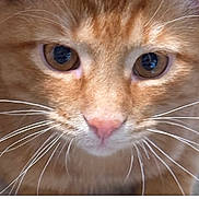 Copper is registered to the contest to win money with this photo: cat, orange_tabby, close_up, whiskers, pet, feline, animal, cute, curious, face, eyes, nose, fur, portrait, indoor, looking, mammal, domestic_cat, head, closeup