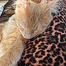 cat, kitten, sleeping, orange_cat, feline, fur, whiskers, leopard_print, fabric, close_up, pet, animal, cute, cozy, nap, resting, soft, warm_light, indoor, relaxation