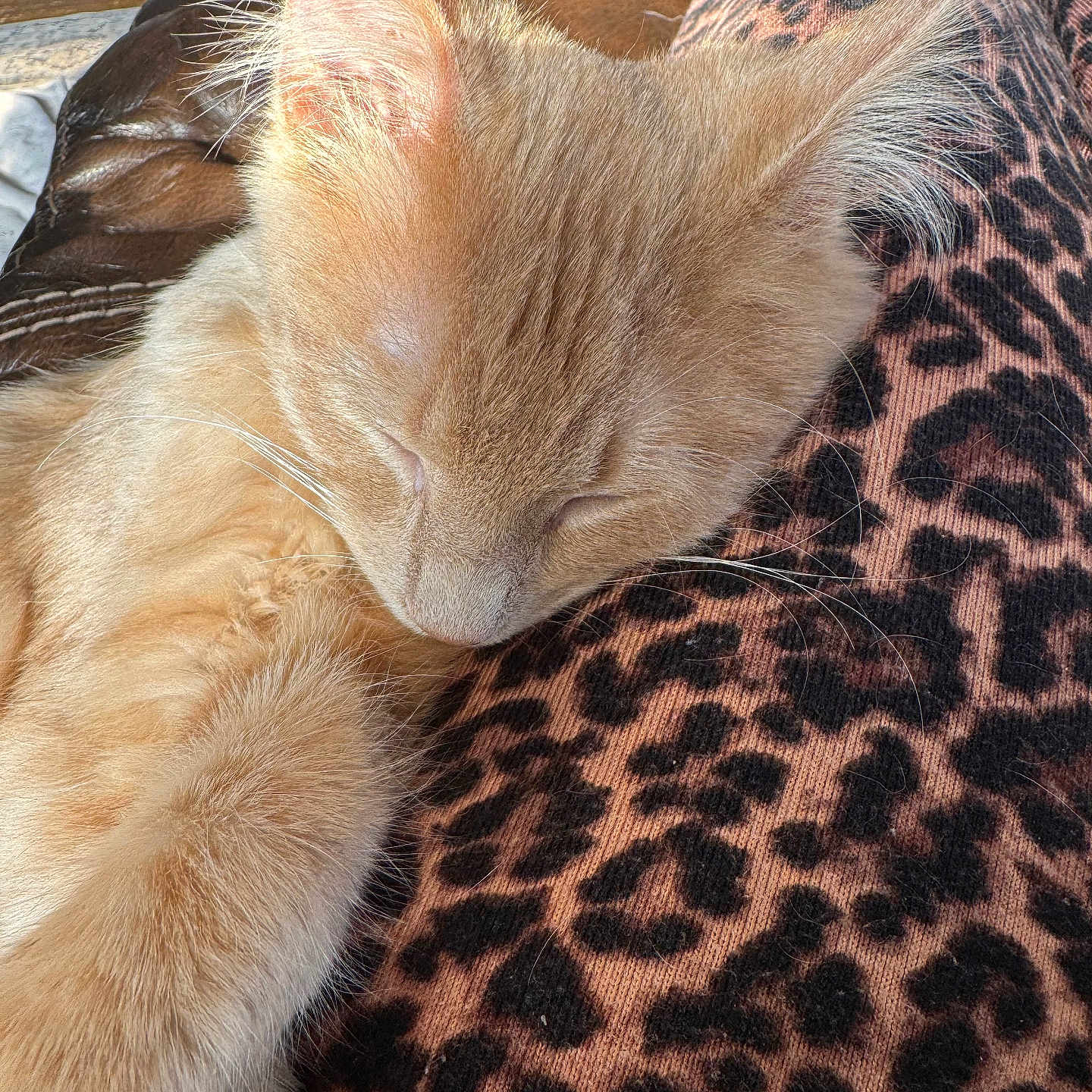 Milo