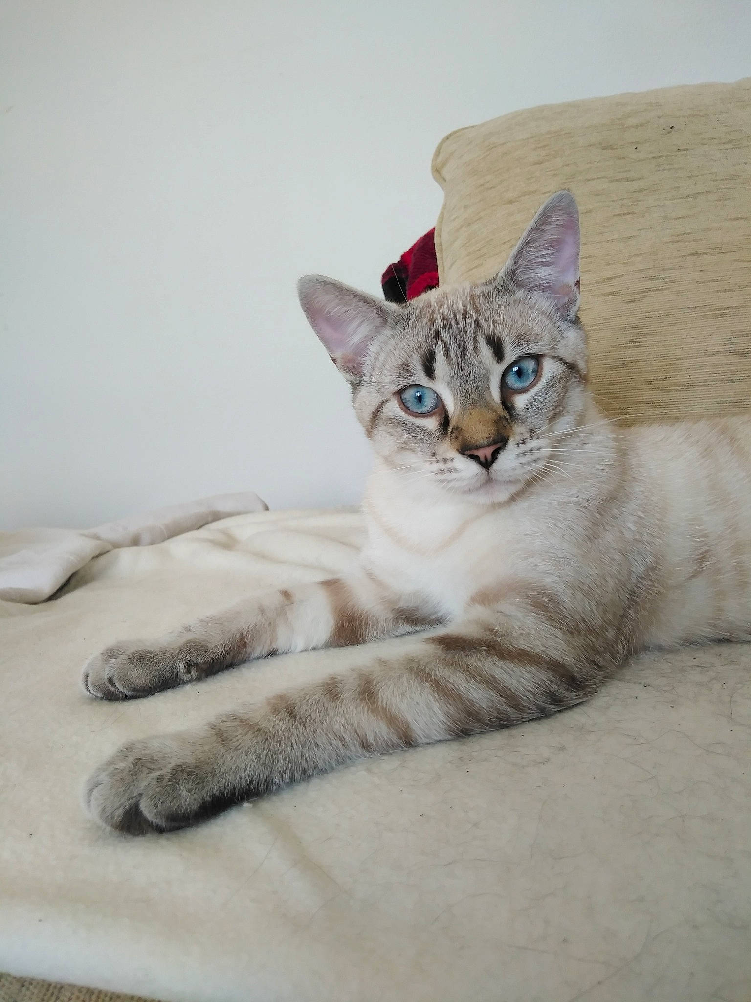 Marley a rejoint le concours — aidez-le/la à gagner de superbes lots ! carnivore, cat, comfort, domestic_short_haired_cat, door, fawn, felidae, fur, grey, linens, paw, sitting, small_to_medium_sized_cats, tail, terrestrial_animal, whiskers, window, wood