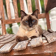 Sphinx joined the competition — help win amazing prizes! cat, siamese_cat, blue_eyes, feline, pet, animal, wooden_chair, outdoor, close_up, portrait, resting, fur, whiskers, collar, rustic, weathered, nature, greenery, relaxed, domestic_animal