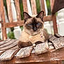 cat, siamese_cat, blue_eyes, feline, pet, animal, wooden_chair, outdoor, close_up, portrait, resting, fur, whiskers, collar, rustic, weathered, nature, greenery, relaxed, domestic_animal