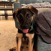 Onyx joined the competition — help win amazing prizes! puppy, dog, pet, indoor, carpet, couch, blanket, fur, cute, young, animal, collar, tongue_out, sitting, living_room, furniture, home, domestic_animal, playful, canine