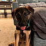 puppy, dog, pet, indoor, carpet, couch, blanket, fur, cute, young, animal, collar, tongue_out, sitting, living_room, furniture, home, domestic_animal, playful, canine