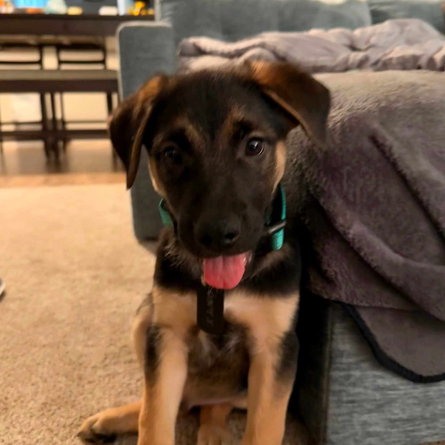 Onyx joined the competition — help win amazing prizes! animal, blanket, canine, carpet, collar, couch, cute, dog, domestic_animal, fur, furniture, home, indoor, living_room, pet, playful, puppy, sitting, tongue_out, young