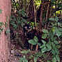 Venus is registered to the contest to win money with this photo: alert, animal, bushes, camouflage, cat, curious, daylight, feline, forest_floor, greenery, ground, leaves, natural, nature, outdoor, plants, tortoiseshell_cat, tree, trunk, wildlife