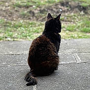 Venus is registered to the contest to win money with this photo: alone, animal, back_view, blurred_background, calm, cat, concrete, daytime, ears, fur, grass, mammal, nature, outdoor, pet, quiet, sitting, still, tail, whiskers