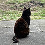 alone, animal, back_view, blurred_background, calm, cat, concrete, daytime, ears, fur, grass, mammal, nature, outdoor, pet, quiet, sitting, still, tail, whiskers