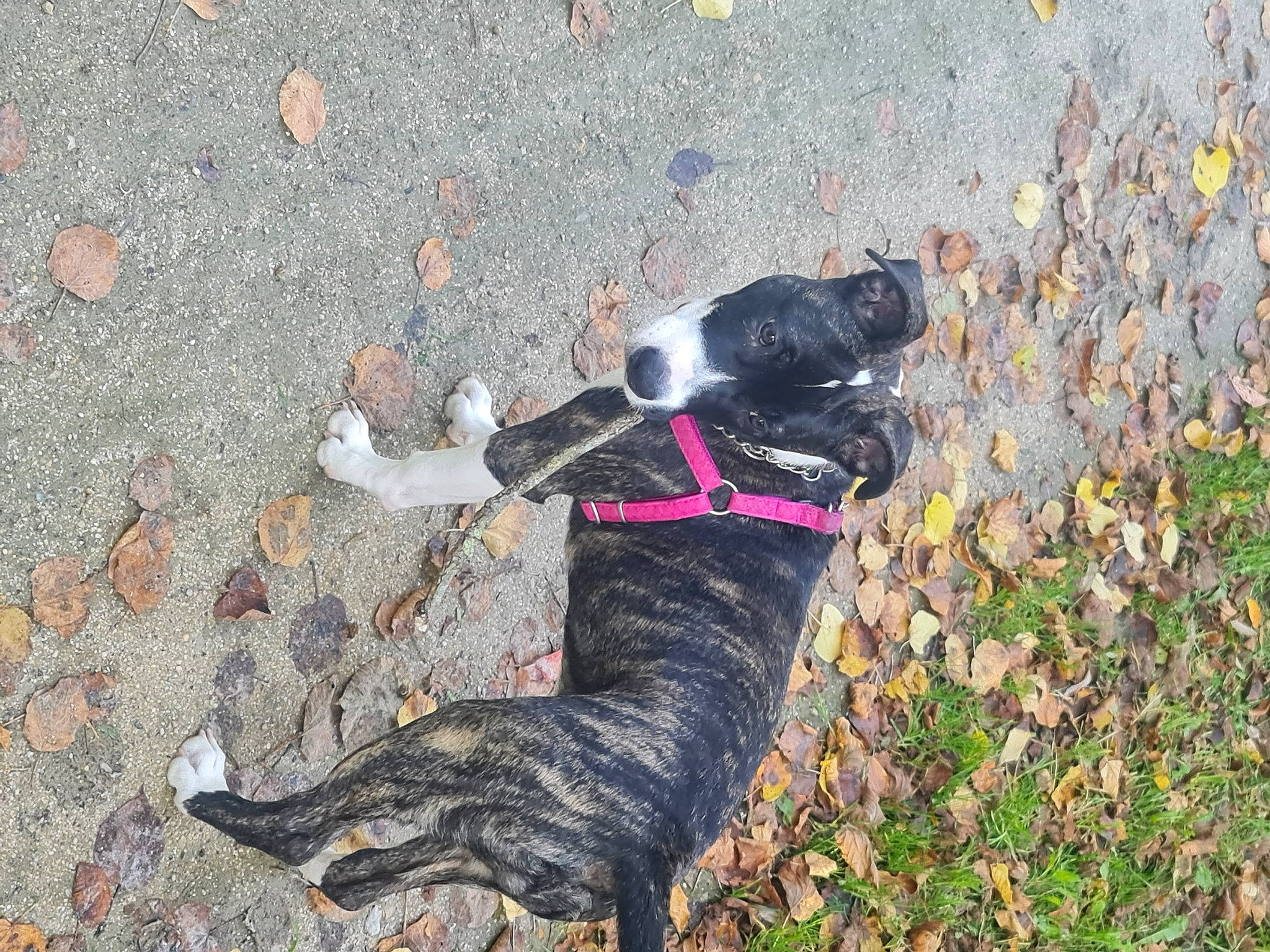 Saphyre a rejoint le concours — aidez-le/la à gagner de superbes lots ! asphalt, canidae, carnivore, collar, companion_dog, dog, dog_breed, dog_collar, fashion_accessory, fawn, grass, leash, pet_supply, road_surface, shadow, sidewalk, soil, sporting_group, tail, working_animal