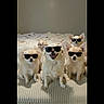 animal, bed, blanket, chihuahua, companions, cozy, cute, cute_pets, dog, ears, fashion, four_legs, fur, group, indoor, looking_at_camera, pet, portrait, small_dog, sunglasses