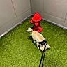 dog, leash, fire_hydrant, artificial_grass, indoor, corner, small_dog, curious, pet, animal, floor, wall, red, beige, sniffing, harness, walking, domestic_animal, canine, empty_space