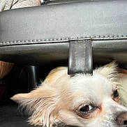 Goldie is registered to the contest to win money with this photo: animal, arm, armrest, car_interior, closeup, cozy, dog, ear, face, fur, indoor, leather, nose, person, pet, resting, seat, tan, vehicle, white