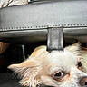 animal, arm, armrest, car_interior, closeup, cozy, dog, ear, face, fur, indoor, leather, nose, person, pet, resting, seat, tan, vehicle, white