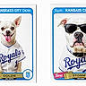 Storms And Golds joined the competition — help win amazing prizes! dogs, puppy, bulldog, chihuahua, baseball_cards, sports, baseball, kansas_city_royals, royals, uniforms, jerseys, sunglasses, tongue_out, portrait, illustration, collectible, trading_cards, blue, white, humorous