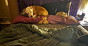 Storms And Golds joined the competition — help win amazing prizes! dog, dogs, sleeping, bed, bedroom, blanket, pillows, resting, nap, pet, canine, large_dog, small_dog, indoor, home, sunlight, warm_lighting, curtains, alarm_clock, cozy