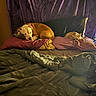 alarm_clock, bed, bedroom, blanket, canine, cozy, curtains, dog, dogs, home, indoor, large_dog, nap, pet, pillows, resting, sleeping, small_dog, sunlight, warm_lighting