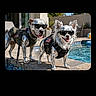 animals, backyard, canine, chihuahua, dog, dogs, funny, outdoor, pet, phone_screenshot, photography, pool, portrait, standing, sunglasses, sunlight, swimming_pool, tactical_vest, vest, water