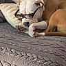Stormy is registered to the contest to win money with this photo: dog, glasses, lying_down, blanket, pillow, brown, white, pet, indoor, resting, cozy, fur, animal, cute, sleepy, relaxed, portrait, companion, mammal, home