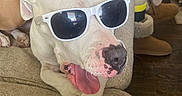 Stormy joined the competition — help win amazing prizes! dog, sunglasses, tongue_out, couch, indoor, person, boots, socks, relaxing, living_room, furniture, casual, brown, white, paw, nose, mouth, hand, clothing, wood_floor