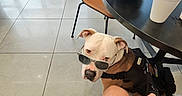 Stormy is registered to the contest to win money with this photo: black_clothing, camouflage, chair, cup, dog, duck, floor, funny, harness, indoor, leash, office, person, plush_toy, portrait, seated, service_dog, sunglasses, table, tile