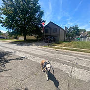 Stormy joined the competition — help win amazing prizes! dog, harness, suburban, street, tree, house, grass, sky, cloud, kite, sidewalk, driveway, vehicle, shadow, daytime, outdoor, residential, leash, pavement, sunny