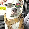 Stormy joined the competition — help win amazing prizes! dog, sunglasses, harness, car, seat, window, reflection, pet, animal, brown_and_white, canine, inside, vehicle, daylight, leisure, portrait, looking_forward, domestic_animal, sitting, cool