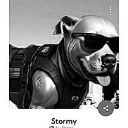 Stormy is registered to the contest to win money with this photo: animal, black_and_white, canine, close_up, dog, fashion, funny, gear, harness, muscular, outdoor, pet, photograph, pit_bull, portrait, serious_expression, short_hair, sunglasses, tactical_gear, tongue