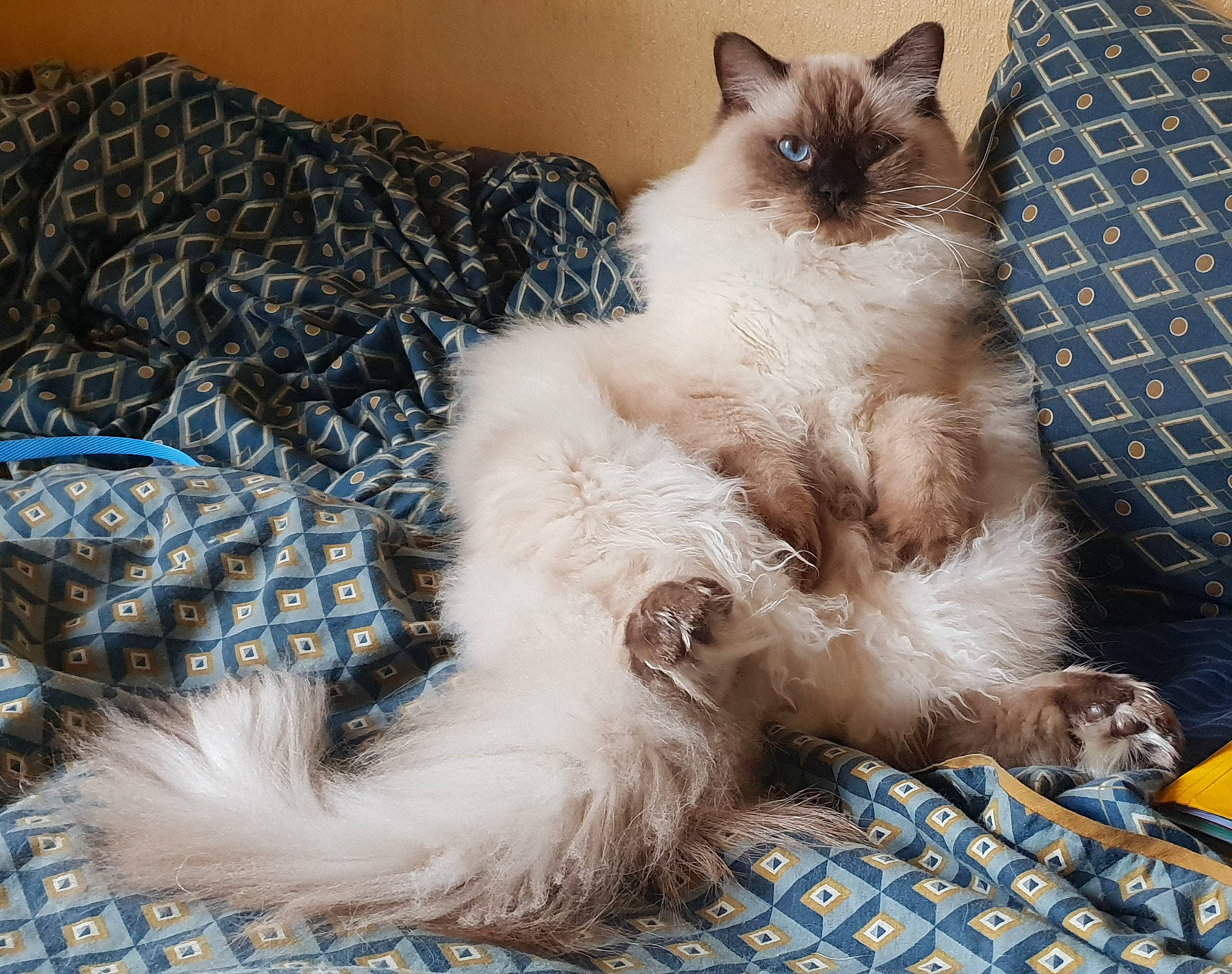Thot a rejoint le concours — aidez-le/la à gagner de superbes lots ! birman, blue, carnivore, cat, claw, comfort, fawn, felidae, flooring, fur, grey, paw, ragdoll, siamese, small_to_medium_sized_cats, snout, tail, terrestrial_animal, thai, whiskers