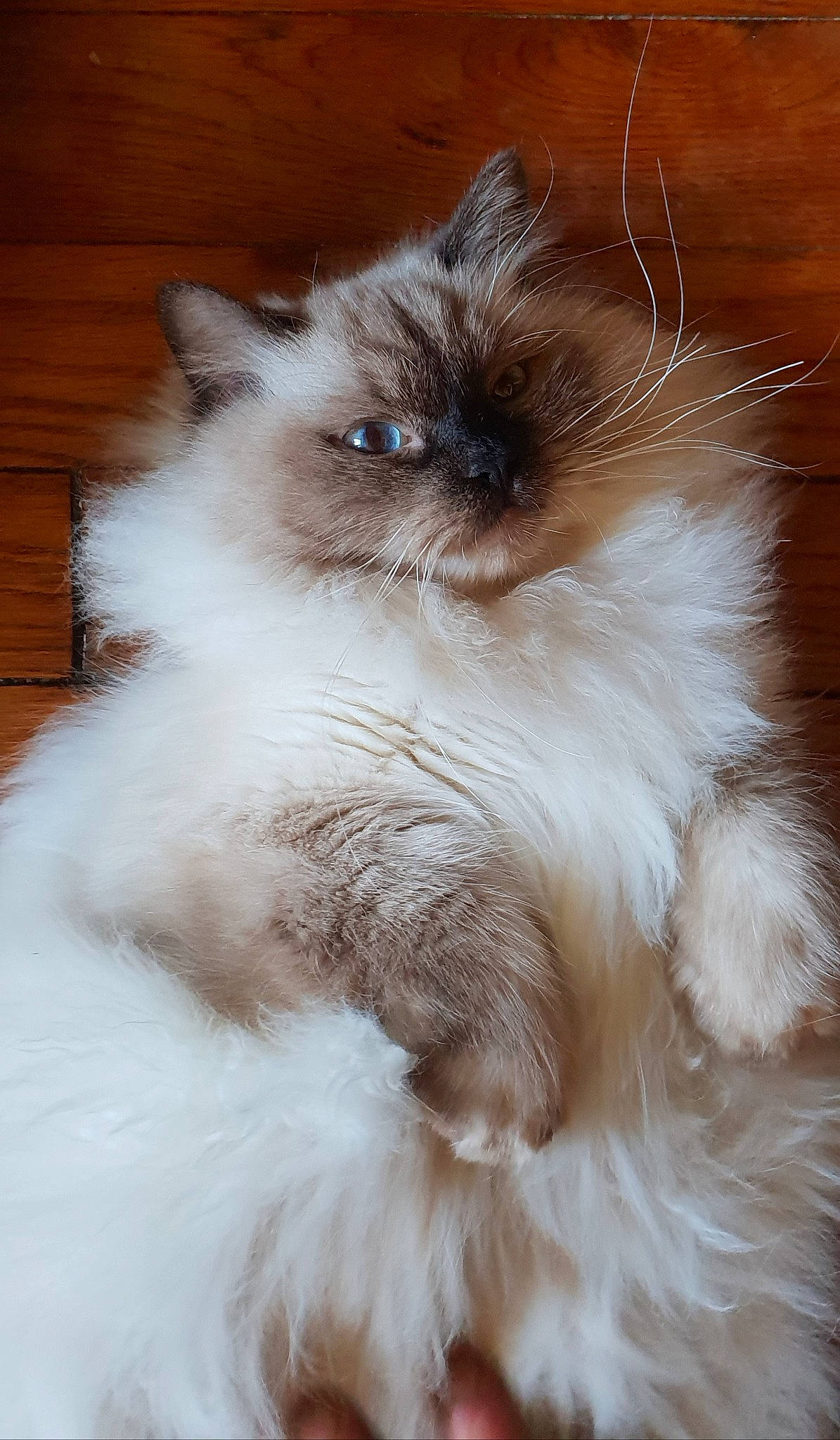 Thot a rejoint le concours — aidez-le/la à gagner de superbes lots ! balinese, birman, carnivore, cat, fawn, felidae, fur, iris, persian, ragdoll, siamese, small_to_medium_sized_cats, snout, thai, whiskers