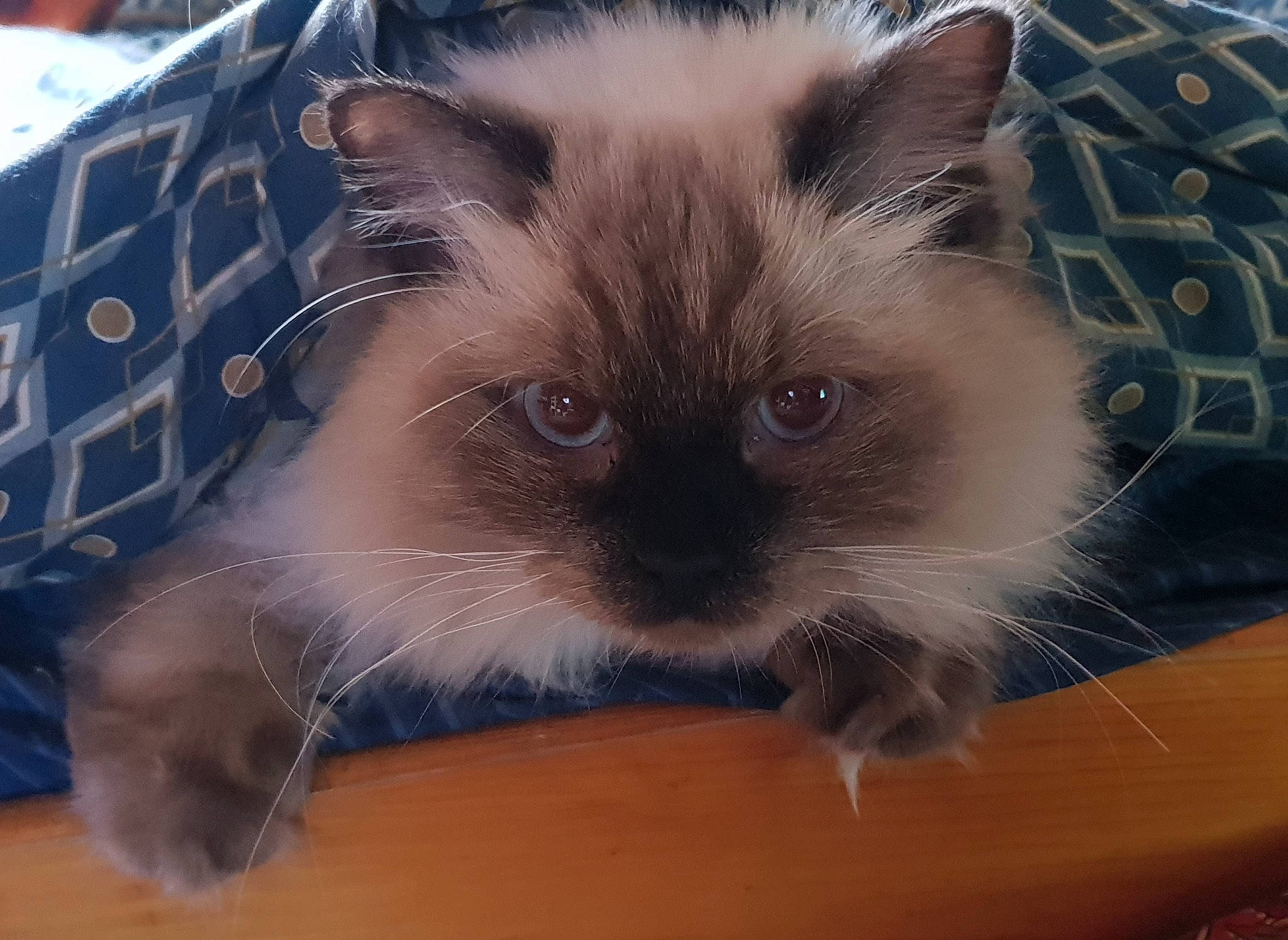 Thot a rejoint le concours — aidez-le/la à gagner de superbes lots ! birman, carnivore, cat, electric_blue, fawn, felidae, fur, ragdoll, siamese, small_to_medium_sized_cats, snout, terrestrial_animal, whiskers