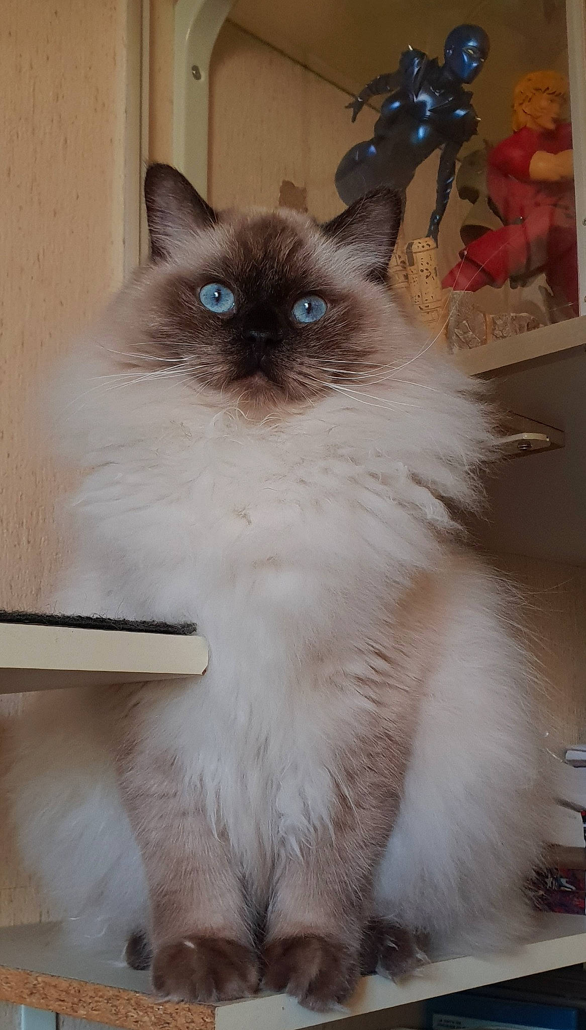 Thot participe au concours pour gagner de l'argent avec cette photo : balinese, birman, carnivore, cat, fawn, felidae, fur, iris, ragdoll, siamese, small_to_medium_sized_cats, snout, tail, terrestrial_animal, thai, whiskers