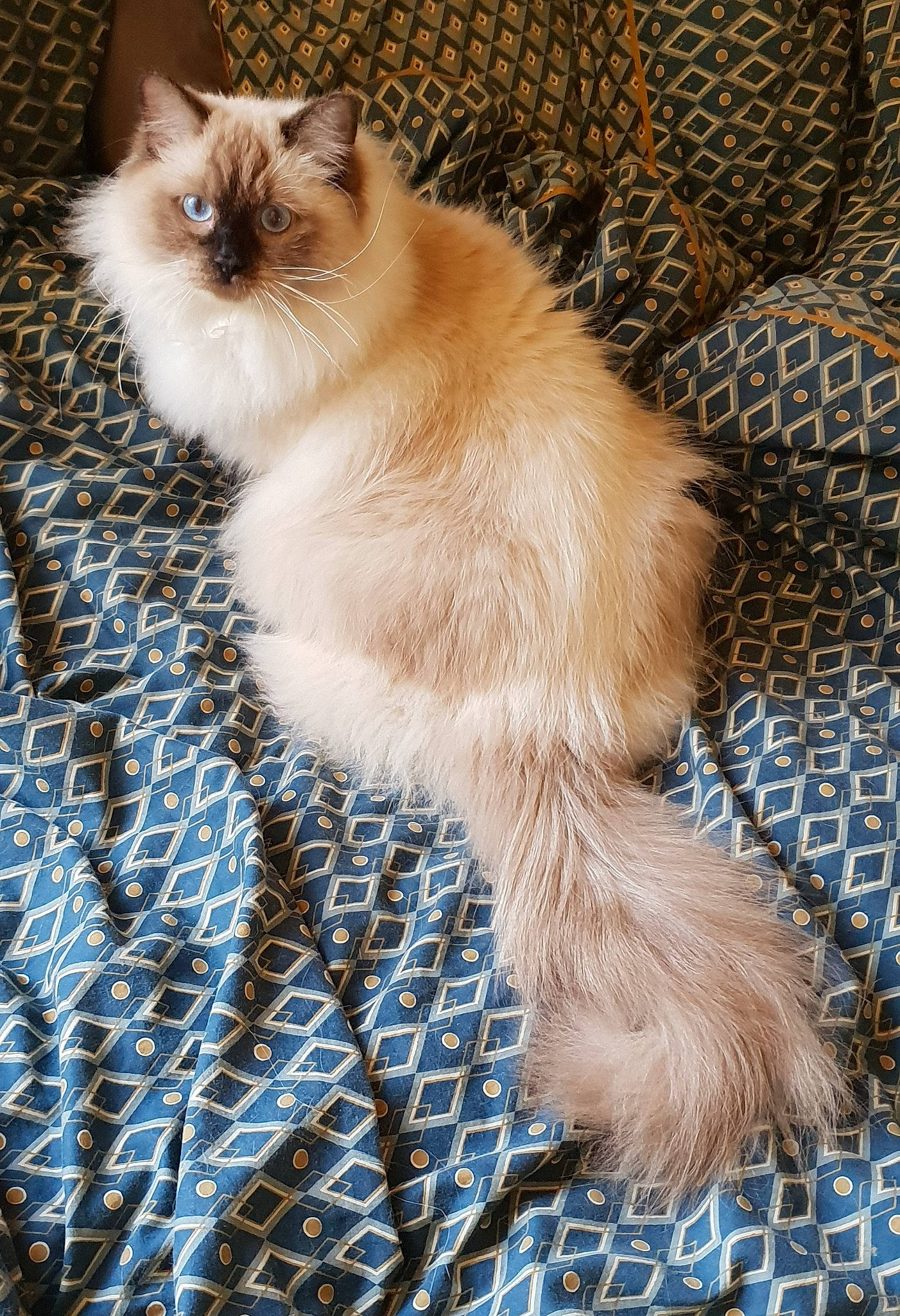 Thot a rejoint le concours — aidez-le/la à gagner de superbes lots ! balinese, birman, blue, carnivore, cat, electric_blue, fawn, felidae, flooring, fur, pattern, ragdoll, siamese, small_to_medium_sized_cats, snout, tail, tartan, textile, whiskers, wood