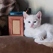 Kitty is registered to the contest to win money with this photo: animal, blue_eyes, brown_surface, cozy, curious, cute, ears, fabric, feline, fur, indoor, kitten, pet, portrait, resting, small, whiskers, white_cat, wooden_box, young