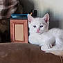 animal, blue_eyes, brown_surface, cozy, curious, cute, ears, fabric, feline, fur, indoor, kitten, pet, portrait, resting, small, whiskers, white_cat, wooden_box, young