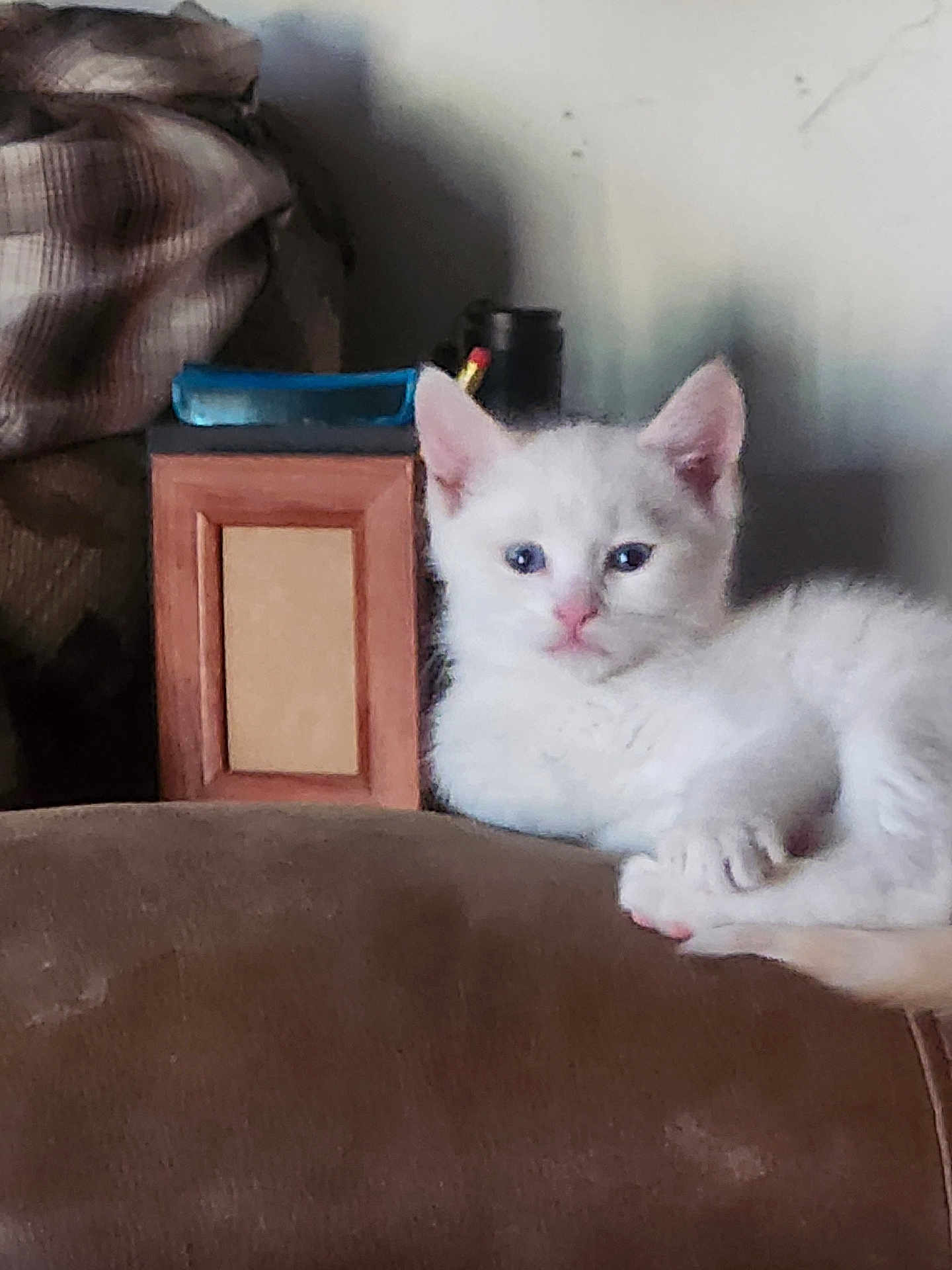 Kitty