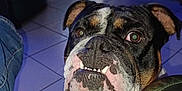 Anatole participe au concours pour gagner de l'argent avec cette photo : bulldog, dog, pet, indoor, floor, tiles, furniture, chair, person, jeans, closeup, face, expression, animal, domestic_animal, mammal, looking_up, canine, companion, cute