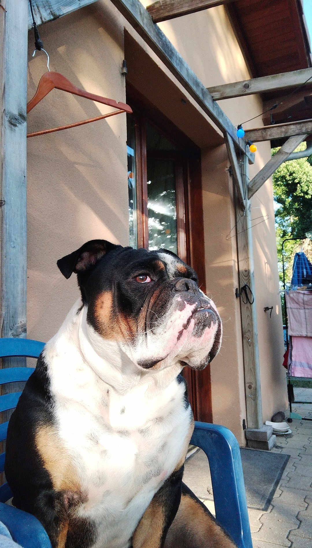 Anatole a rejoint le concours — aidez-le/la à gagner de superbes lots ! bulldog, dog, animal, pet, outdoor, chair, plastic_chair, house, window, wooden_beam, shadow, sunlight, wall, laundry, clothes, greenery, garden, daylight, serious_expression, sitting