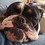 Anatole participe au concours pour gagner de l'argent avec cette photo : dog, bulldog, close_up, resting, sleepy, face, wrinkles, lap, denim, jeans, indoor, living_room, sofa, blurred_background, pet, animal, cute, relaxed, companion, cozy