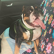 Anatole participe au concours pour gagner de l'argent avec cette photo : dog, car, seat, harness, tongue, happy, flower_pattern, interior, window, pet, animal, black, white, tan, sitting, blanket, seat_cover, excited, vehicle, canine