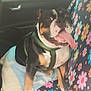dog, car, seat, harness, tongue, happy, flower_pattern, interior, window, pet, animal, black, white, tan, sitting, blanket, seat_cover, excited, vehicle, canine