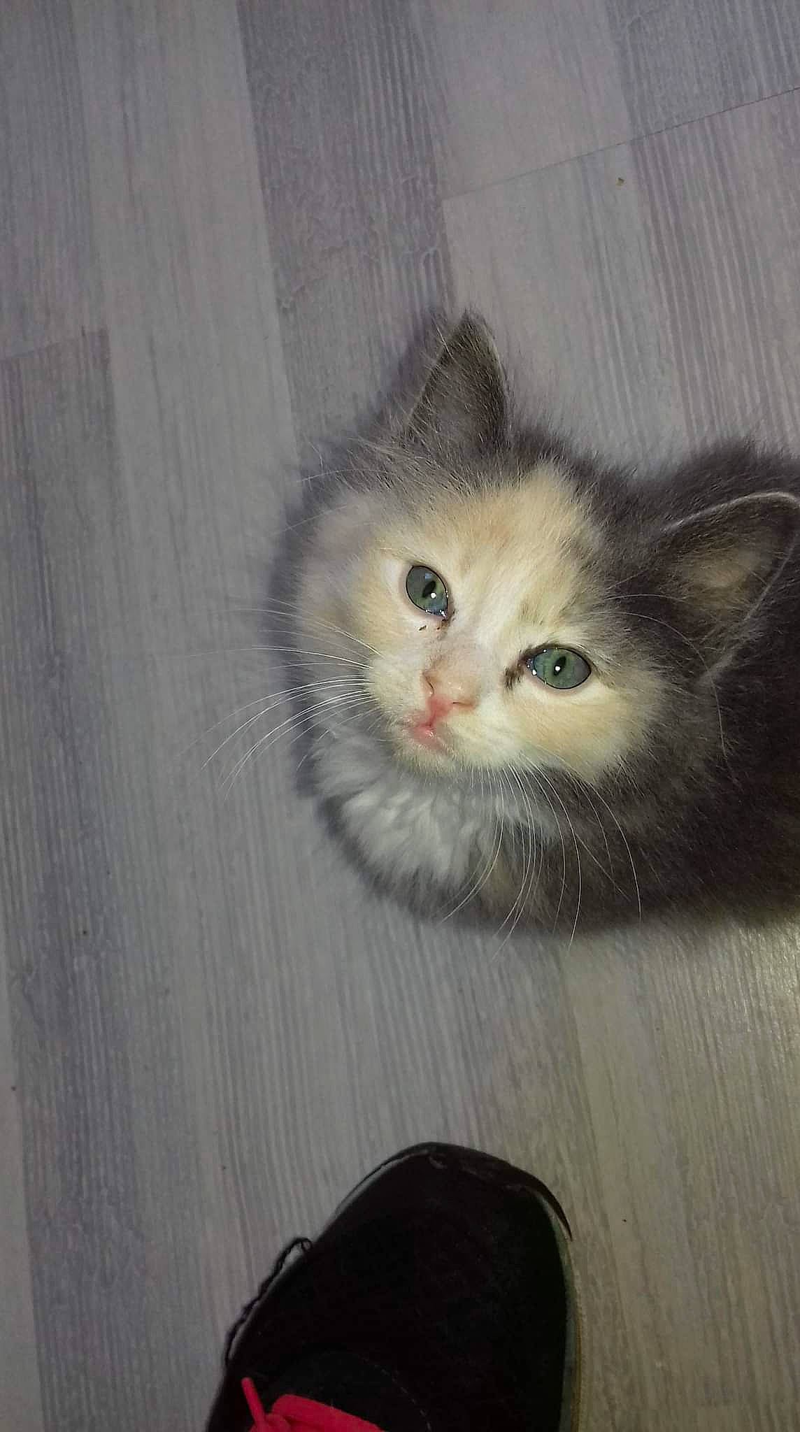 Lya a rejoint le concours — aidez-le/la à gagner de superbes lots ! british_longhair, carnivore, cat, cat_toy, claw, domestic_short_haired_cat, eye, fawn, felidae, flooring, fur, grey, hardwood, head, iris, paw, small_to_medium_sized_cats, snout, tail, whiskers