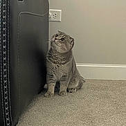 Moon is registered to the contest to win money with this photo: cat, scottish_fold, curious, carpet, indoor, furniture, couch, leather, wall, power_outlet, pet, animal, cute, ears, sitting, gray_cat, home, floor, staring, whiskers